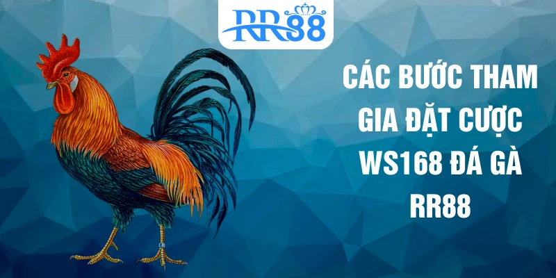Các bước tham gia đặt cược WS168 đá gà RR88