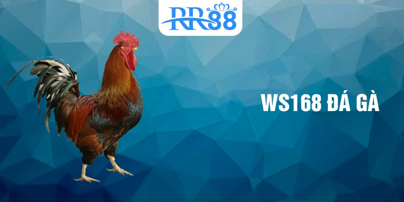 ws168 đá gà